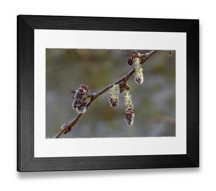 Framed Print : Aspen (Populus tremula) male catkins, Insh Marshes, Cairngorms National Park, Scotland, UK. April Framed Print : Aspen (Populus tremula) male catkins, Insh Marshes, Cairngorms National Park, Scotland, UK. April