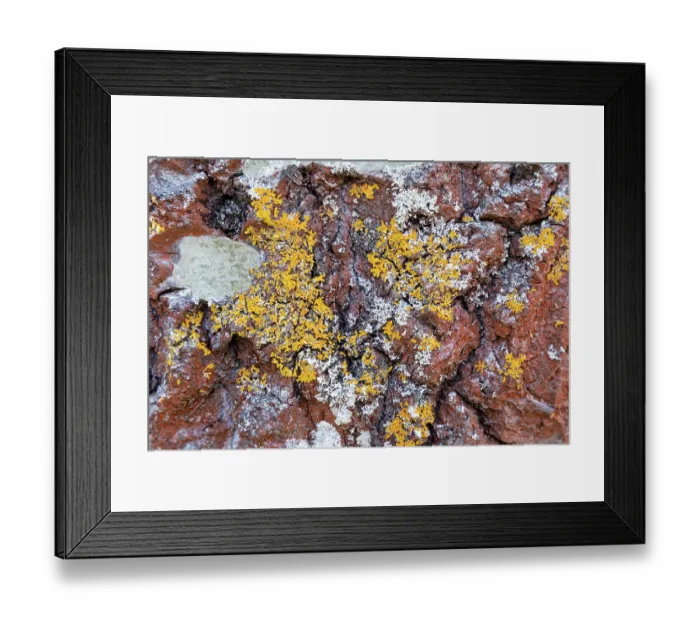 Framed Print : Close-up of lichen on the bark of a mature Aspen (Populus tremula) tree, Insh Marshes, Cairngorms National Park, Scotland, UK. April Framed Print : Close-up of lichen on the bark of a mature Aspen (Populus tremula) tree, Insh Marshes, Cairngorms National Park, Scotland, UK. April