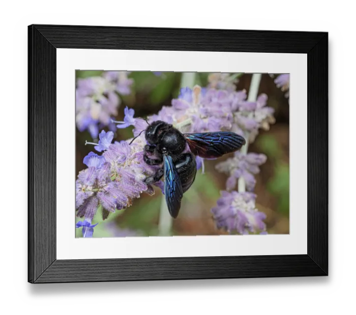 Framed Print : Violet carpenter bee (Xylocopa violacea) resting on Lavender (Lavandula sp.) flower, Podere Montecucco, Orvieto, Umbria, Italy. August