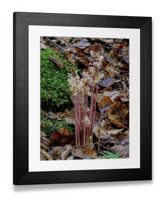 Framed Print : Ghost orchid (Epipogium aphyllum) in flower in woodland alongside a stream, Abetone, Emilia-Romagna, Italy. July Framed Print : Ghost orchid (Epipogium aphyllum) in flower in woodland alongside a stream, Abetone, Emilia-Romagna, Italy. July