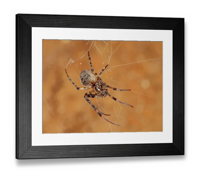 Framed Print : European cave spider (Meta menardi) female, on its web, Podere Montecucco, Orvieto Umbria, Italy. September Framed Print : European cave spider (Meta menardi) female, on its web, Podere Montecucco, Orvieto Umbria, Italy. September
