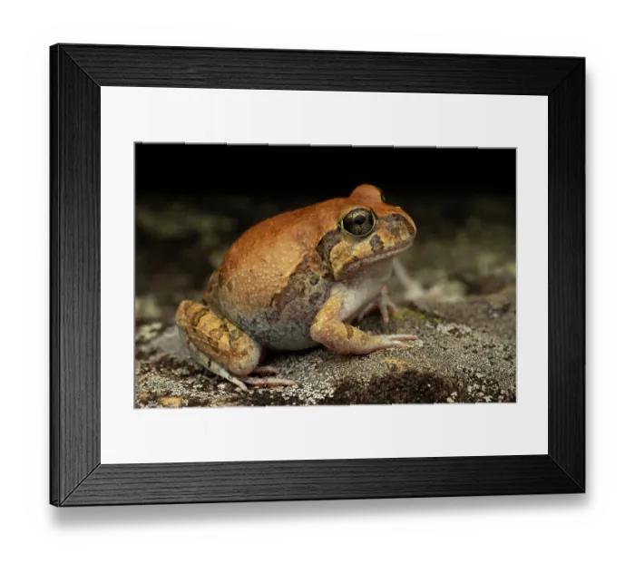 Framed Print : Ornate burrowing frog (Platyplectrum ornatum) portrait, Dalby, Queensland, Australia Framed Print : Ornate burrowing frog (Platyplectrum ornatum) portrait, Dalby, Queensland, Australia