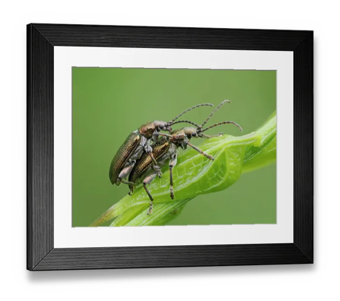 Framed Print : Reed beetles (Donacia aquatica) pair mating on waterside vegetation, Oxfordshire, England, UK. June. Focus stacked Framed Print : Reed beetles (Donacia aquatica) pair mating on waterside vegetation, Oxfordshire, England, UK. June. Focus stacked