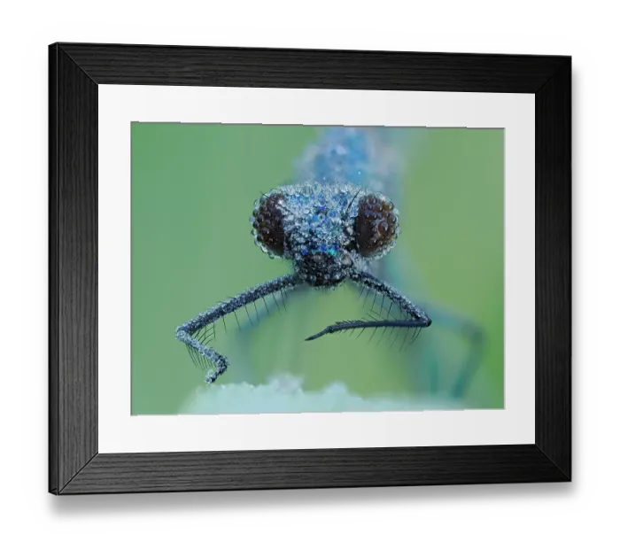 Framed Print : Banded demoiselle (Calopteryx splendens) covered in dew, portrait, Hertfordshire, England, UK. July. Focus stacked Framed Print : Banded demoiselle (Calopteryx splendens) covered in dew, portrait, Hertfordshire, England, UK. July. Focus stacked