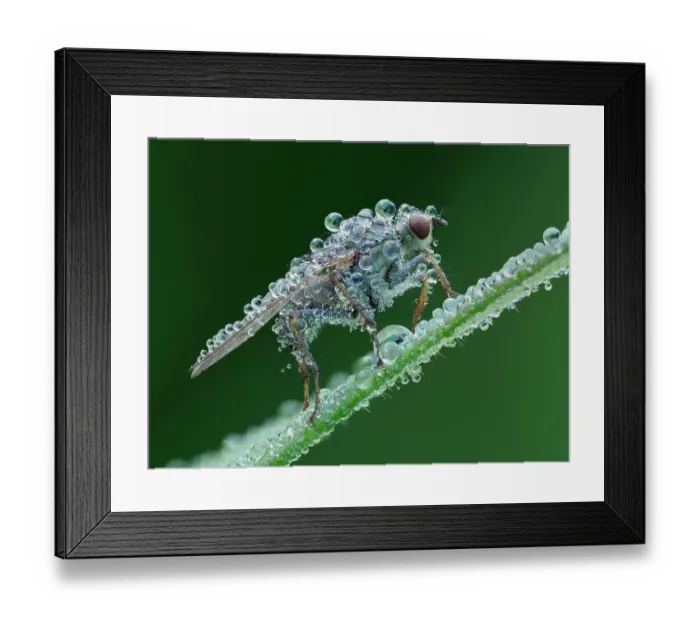 Framed Print : RF - Yellow dung fly (Scathophaga stercoraria) female, resting on stem at dawn covered in dew, Hertfordshire, England, UK. May. Focus stacked Framed Print : RF - Yellow dung fly (Scathophaga stercoraria) female, resting on stem at dawn covered in dew, Hertfordshire, England, UK. May. Focus stacked