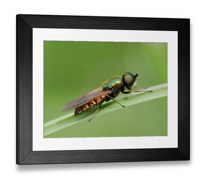 Framed Print : Broad centurian soldier fly (Chloromyia formosa) male, portrait, Hertfordshire, England, UK. June. Focus stacked Framed Print : Broad centurian soldier fly (Chloromyia formosa) male, portrait, Hertfordshire, England, UK. June. Focus stacked