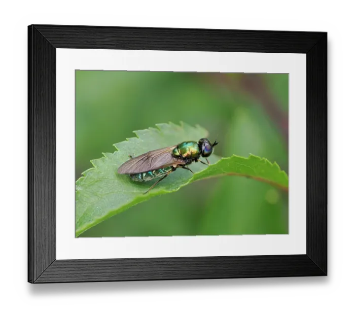 Framed Print : Broad centurian soldier fly (Chloromyia formosa) female, resting on a leaf, Hertfordshire, England, UK. June. Focus stacked Framed Print : Broad centurian soldier fly (Chloromyia formosa) female, resting on a leaf, Hertfordshire, England, UK. June. Focus stacked