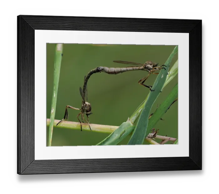 Framed Print : Robberfles (Leptogaster cylindrica) pair mating among grasses, Hertfordshire, England, UK. June. Focus stacked Framed Print : Robberfles (Leptogaster cylindrica) pair mating among grasses, Hertfordshire, England, UK. June. Focus stacked