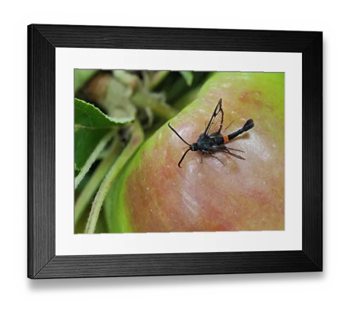 Framed Print : Red-belted clearwing moth (Synanthedon myopaeformis) male resting on an apple, Hertfordshire, England, UK. July. Focus stacked Framed Print : Red-belted clearwing moth (Synanthedon myopaeformis) male resting on an apple, Hertfordshire, England, UK. July. Focus stacked