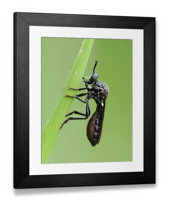 Framed Print : Violet black-legged robberfly (Dioctria atricapilla) female resting on blade of grass, Oxfordshire, England, UK. June. Focus stacked Framed Print : Violet black-legged robberfly (Dioctria atricapilla) female resting on blade of grass, Oxfordshire, England, UK. June. Focus stacked