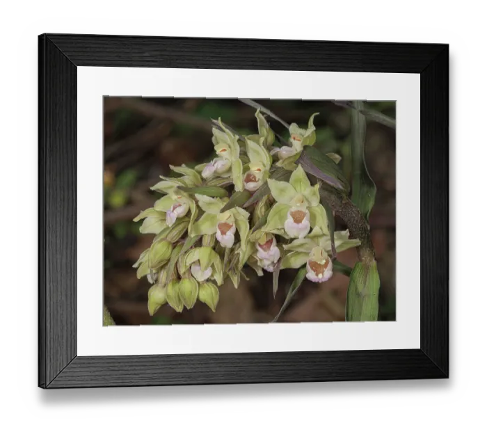 Framed Print : Violet helleborine (Epipactis purpurata) in flower in woodland, nr. Acetone, Emilia-Romagna, Italy. July Framed Print : Violet helleborine (Epipactis purpurata) in flower in woodland, nr. Acetone, Emilia-Romagna, Italy. July