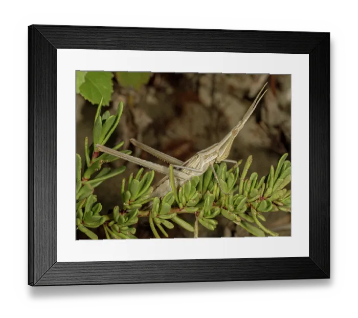Framed Print : Pointed-nose grasshopper (Acrida ungarica) resting, portrait, Grosseto, Tuscany, Italy. September Framed Print : Pointed-nose grasshopper (Acrida ungarica) resting, portrait, Grosseto, Tuscany, Italy. September
