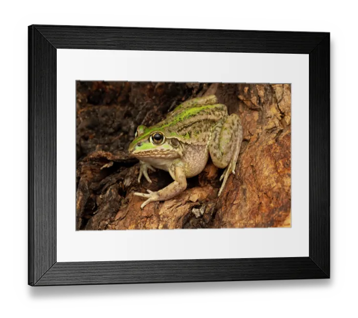 Framed Print : Green-striped frog (Cyclorana alboguttata) resting on tree trunk, Dalby, Queensland, Australia Framed Print : Green-striped frog (Cyclorana alboguttata) resting on tree trunk, Dalby, Queensland, Australia