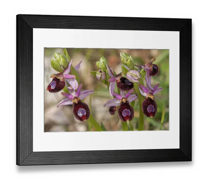 Framed Print : Bee orchid (Ophrys bertoloniiformis) in flower, Monte St Angelo, Gargano, Puglia, Italy. April Framed Print : Bee orchid (Ophrys bertoloniiformis) in flower, Monte St Angelo, Gargano, Puglia, Italy. April