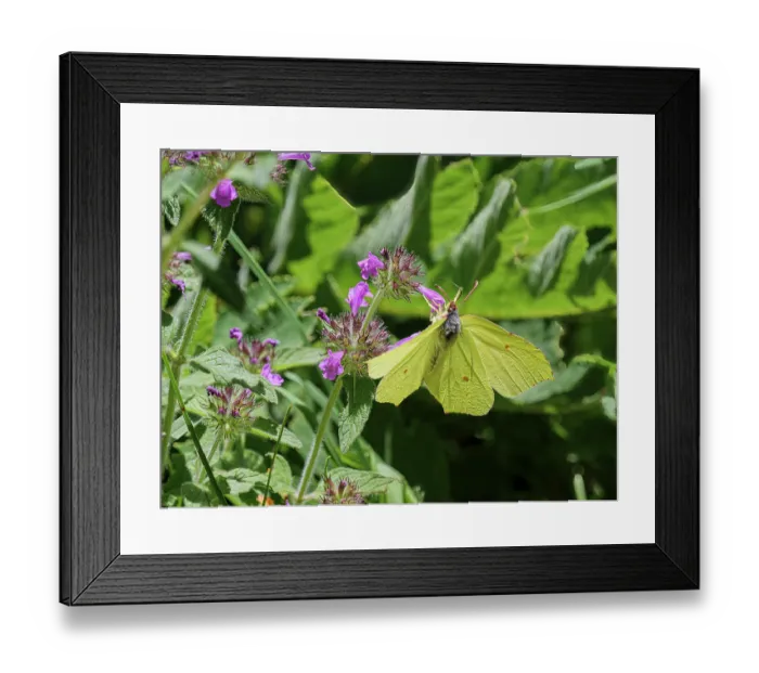 Framed Print : Brimstone (Gonepteryx rhamni) male, nectaring on flower, Jura, Geneva, Switzerland. July Framed Print : Brimstone (Gonepteryx rhamni) male, nectaring on flower, Jura, Geneva, Switzerland. July