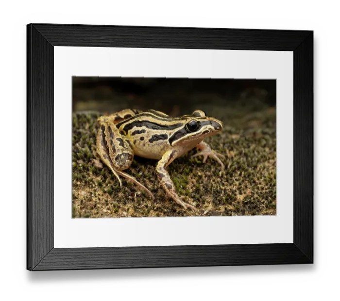 Framed Print : Striped march frog (Limnodynastes peronii) portrait, Dalby, Queensland, Australia Framed Print : Striped march frog (Limnodynastes peronii) portrait, Dalby, Queensland, Australia