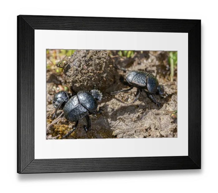 Framed Print : Three Scarab beetles (Scarabaeus variolosus) rolling a ball of dung, nr. Ruggianao, Gargano, Puglia, Italy. April Framed Print : Three Scarab beetles (Scarabaeus variolosus) rolling a ball of dung, nr. Ruggianao, Gargano, Puglia, Italy. April