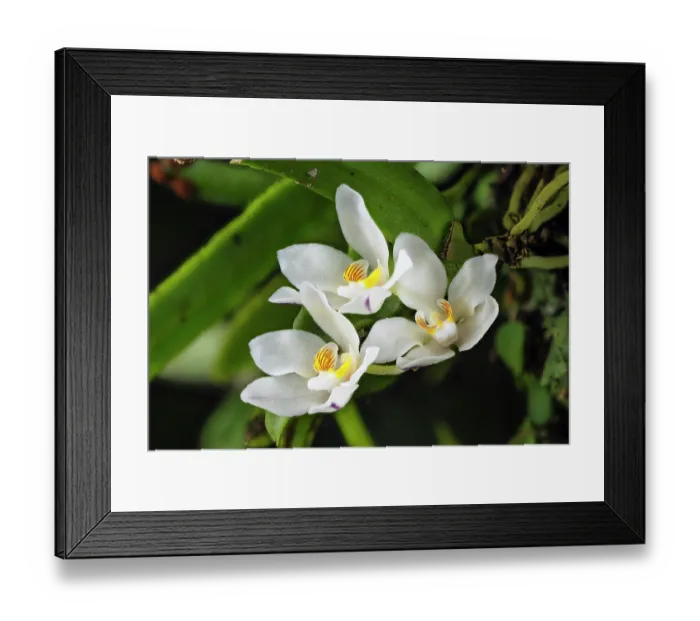 Framed Print : Orange blossom orchid (Sarcochilus falcatus) in flower, Cunningham's Gap, Queensland, Australia Framed Print : Orange blossom orchid (Sarcochilus falcatus) in flower, Cunningham's Gap, Queensland, Australia