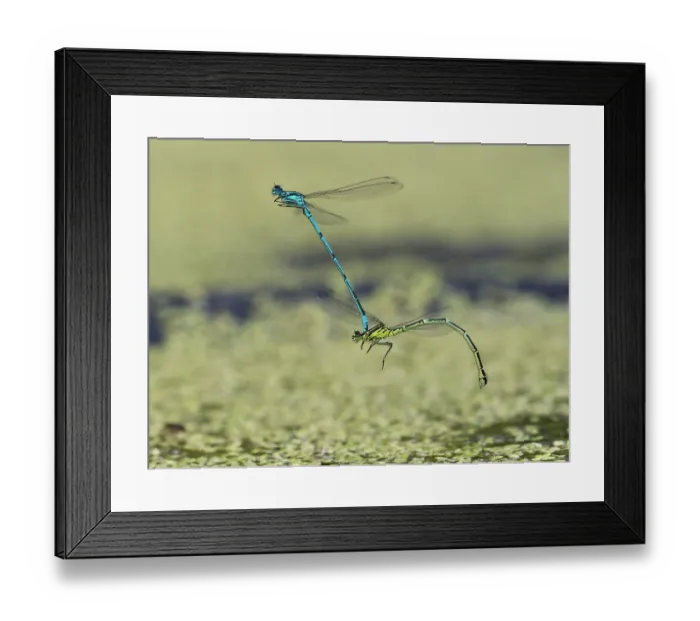 Framed Print : Azure damselfies (Coenagrion puella) pair in tandem flight, Hertfordshire, England, UK. June Framed Print : Azure damselfies (Coenagrion puella) pair in tandem flight, Hertfordshire, England, UK. June