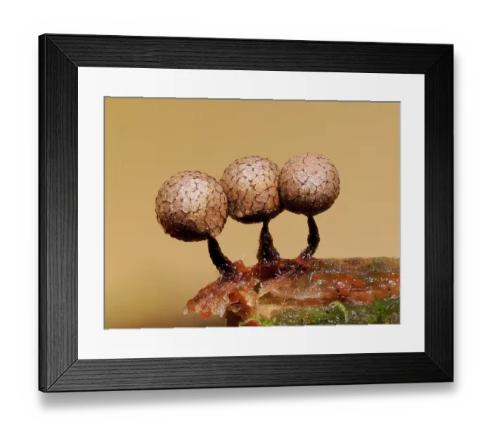 Framed Print : Slime mould (Cribraria argillacea) mature sporangia on rotting pine log with fungi starting to infect the stems, Hertfordshire, England, UK. September. Focus stacked Framed Print : Slime mould (Cribraria argillacea) mature sporangia on rotting pine log with fungi starting to infect the stems, Hertfordshire, England, UK. September. Focus stacked