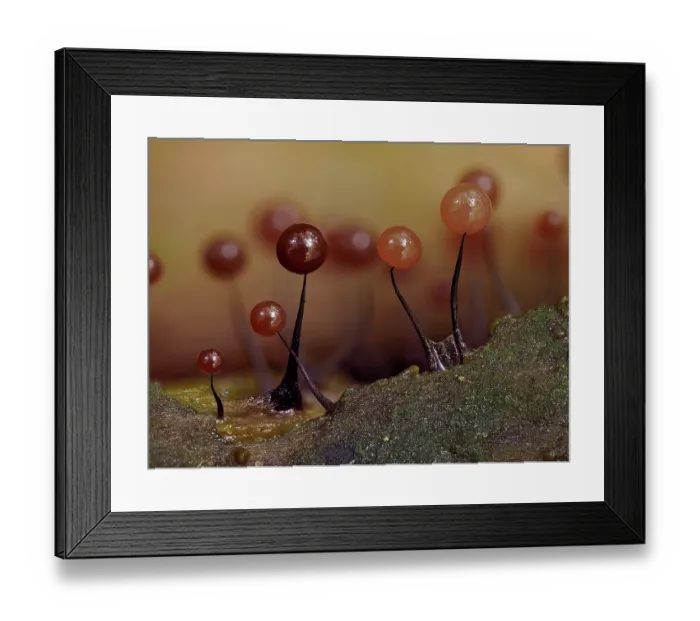 Framed Print : Slime mould (Comatricha nigra) maturing sporangia on rotting Beech log, Buckinghamshire, England, UK. July. Focus stacked Framed Print : Slime mould (Comatricha nigra) maturing sporangia on rotting Beech log, Buckinghamshire, England, UK. July. Focus stacked