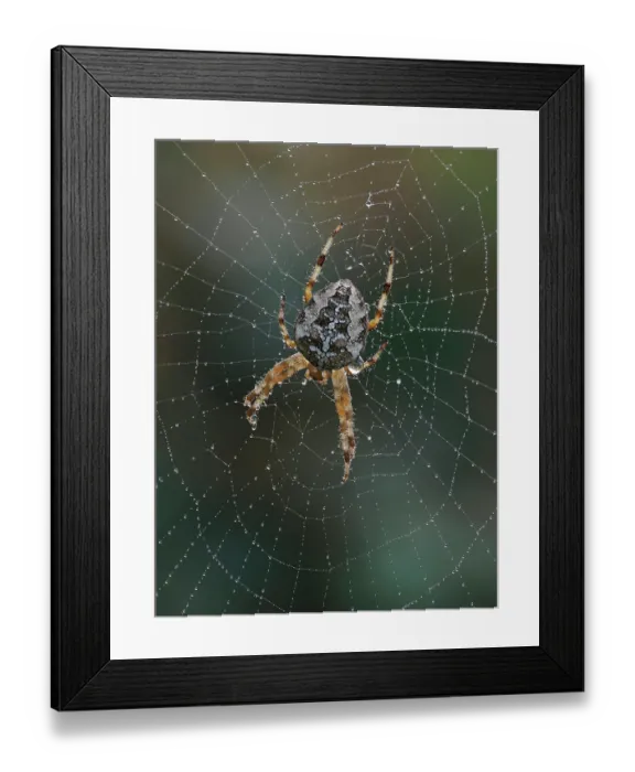 Framed Print : Garden spider (Araneus diadematus) on orb web at dawn with dew, Hertfordshire, England, UK. September. Focus stacked Framed Print : Garden spider (Araneus diadematus) on orb web at dawn with dew, Hertfordshire, England, UK. September. Focus stacked