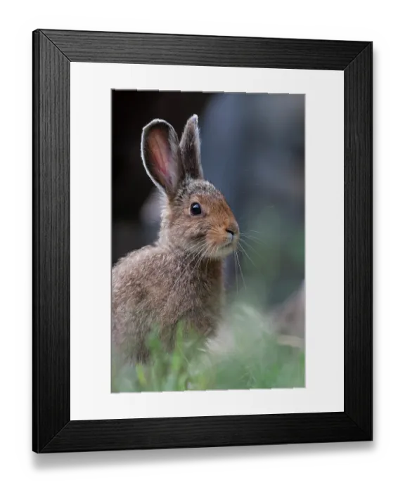 Framed Print : Eastern cottontail (Sylvilagus floridanus) portrait, Montana, USA. July Framed Print : Eastern cottontail (Sylvilagus floridanus) portrait, Montana, USA. July