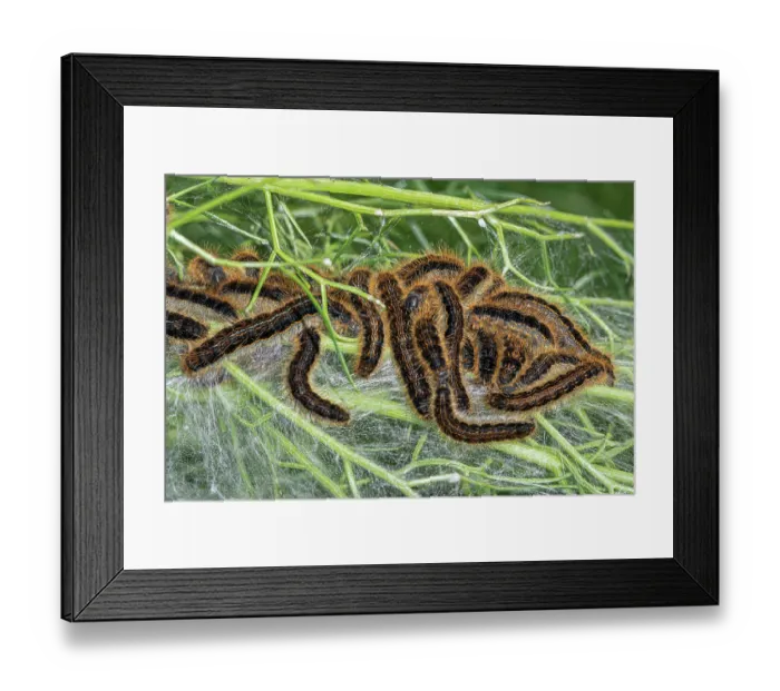 Framed Print : Group of Lackey moth (Malacosoma neustria) caterpillars resting on canopy of silk webbing, Gargano, Puglia, Italy. April Framed Print : Group of Lackey moth (Malacosoma neustria) caterpillars resting on canopy of silk webbing, Gargano, Puglia, Italy. April