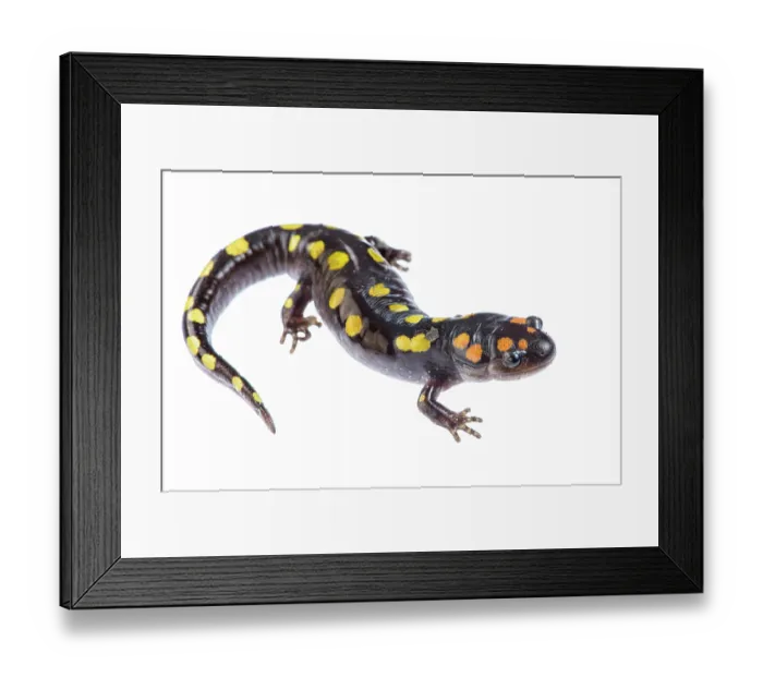 Framed Print : Spotted salamander (Ambystoma maculatum) portrait, Illinois, USA. April