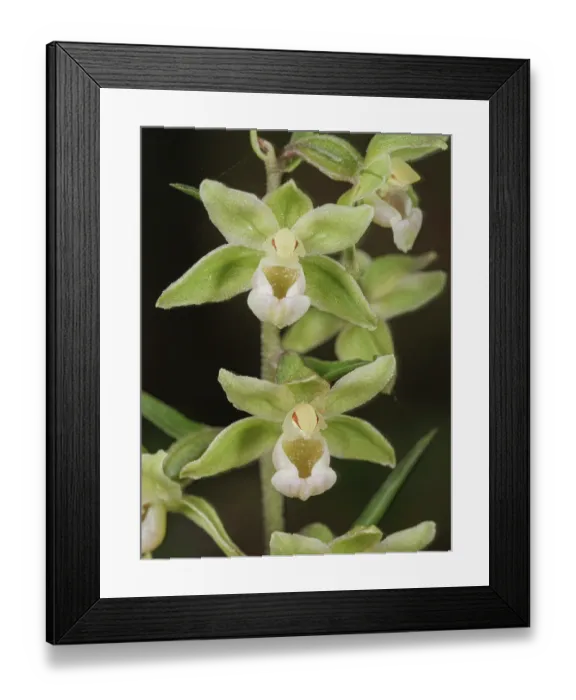 Framed Print : Violet helleborine (Epipactis purpurata) in flower in woodland, nr. Acetone, Emilia-Romagna, Italy. July Framed Print : Violet helleborine (Epipactis purpurata) in flower in woodland, nr. Acetone, Emilia-Romagna, Italy. July
