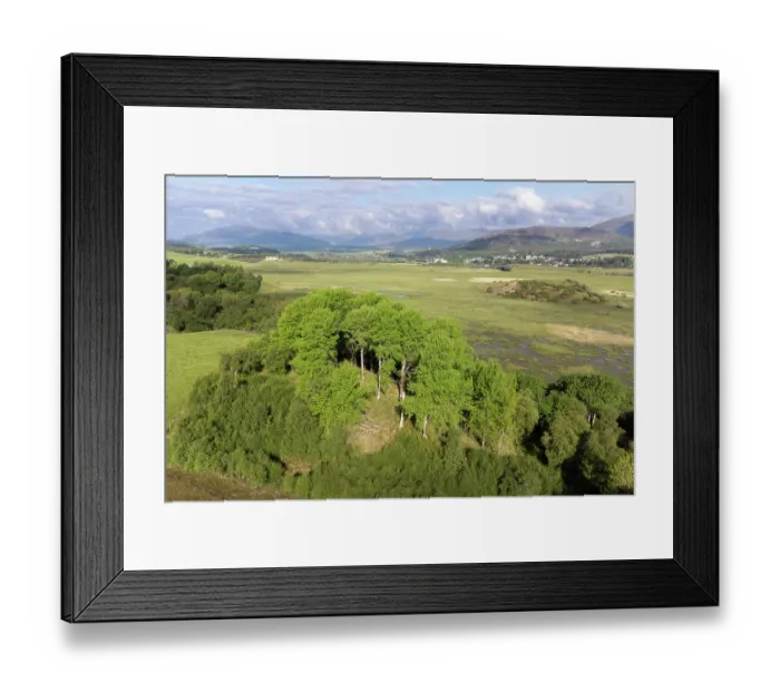 Framed Print : Aerial view of mature Aspen (Populus tremula) trees in early spring, Insh Marshes, Cairngorms National Park, Scotland, UK. June