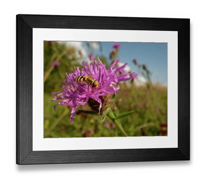Framed Print : Lesser banded hoverfly (Syrphus vitripennis) nectaring on a Greater knapweed (Centaurea scabiosa) flowerhead in chalk grassland meadow, Wiltshire, England, UK. July Framed Print : Lesser banded hoverfly (Syrphus vitripennis) nectaring on a Greater knapweed (Centaurea scabiosa) flowerhead in chalk grassland meadow, Wiltshire, England, UK. July