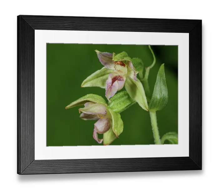 Framed Print : Narrow-lipped helleborine (Epipactis leptochila var neglecta) in flower, Abetone, Emilia-Romagna, Italy. July Framed Print : Narrow-lipped helleborine (Epipactis leptochila var neglecta) in flower, Abetone, Emilia-Romagna, Italy. July