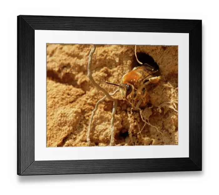Framed Print : Long-horned bee (Eucera longicornis) female, emerging from its nest burrow in sandy coastal cliffs, The Lizard, Cornwall, England, UK. June Framed Print : Long-horned bee (Eucera longicornis) female, emerging from its nest burrow in sandy coastal cliffs, The Lizard, Cornwall, England, UK. June