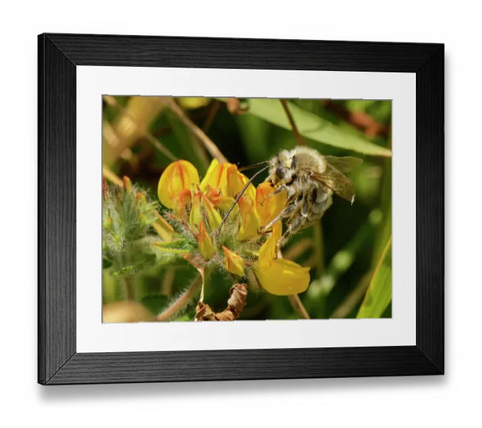 Framed Print : Long-horned bee (Eucera longicornis) male, nectaring from Greater bird's-foot trefoil (Lotus pedunculatus) flower on coastal grassland, The Lizard, Cornwall, England, UK. June Framed Print : Long-horned bee (Eucera longicornis) male, nectaring from Greater bird's-foot trefoil (Lotus pedunculatus) flower on coastal grassland, The Lizard, Cornwall, England, UK. June