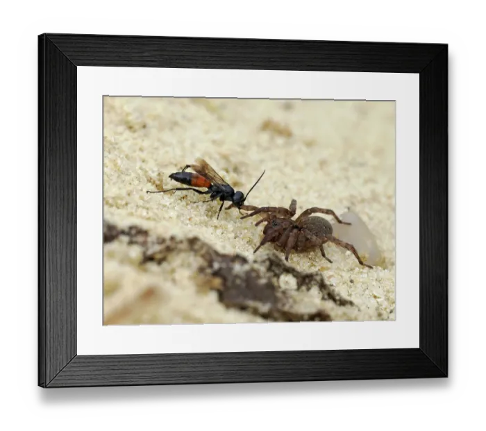 Framed Print : Spider hunting wasp (Priocnemis parvula) dragging paralysed spider prey back to its burrow, Oxfordshire, England, UK. September Framed Print : Spider hunting wasp (Priocnemis parvula) dragging paralysed spider prey back to its burrow, Oxfordshire, England, UK. September