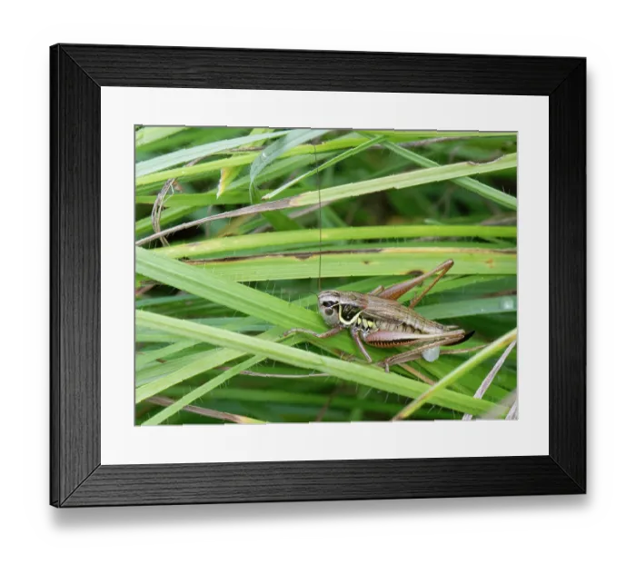 Framed Print : Roesel's bush cricket (Metrioptera roeseli) female, laying eggs on grass stems in a chalk grassland meadow, Wiltshire, England, UK. July