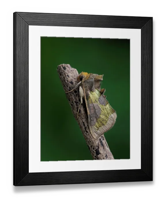Framed Print : Burnished brass moth (Diachrysia chrysitis) portrait, Hertfordshire, England, UK. May. Focus stacked Framed Print : Burnished brass moth (Diachrysia chrysitis) portrait, Hertfordshire, England, UK. May. Focus stacked