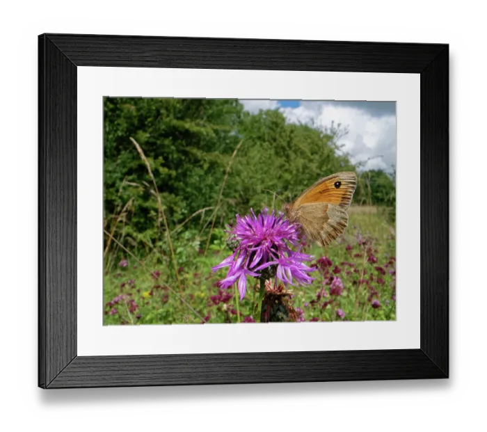Framed Print : Meadow brown butterfly (Maniola jurtina) nectaring on Greater knapweed (Centaurea scabiosa) flowers in a chalk grassland meadow, Wiltshire, England, UK. July Framed Print : Meadow brown butterfly (Maniola jurtina) nectaring on Greater knapweed (Centaurea scabiosa) flowers in a chalk grassland meadow, Wiltshire, England, UK. July