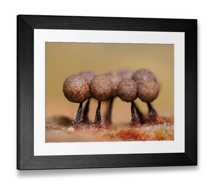 Framed Print : Slime mould (Cribraria argillacea) 1mm tall mature sporangia on rotting pine log, Hertfordshire, England, UK. August. Focus stacked Framed Print : Slime mould (Cribraria argillacea) 1mm tall mature sporangia on rotting pine log, Hertfordshire, England, UK. August. Focus stacked
