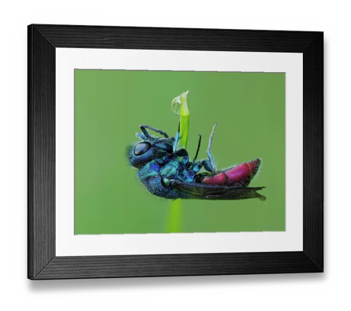Framed Print : Cuckoo wasp (Chrysis ignita) sleeping on plant stem after rain, Hertfordshire, England, UK. May. Focus stacked Framed Print : Cuckoo wasp (Chrysis ignita) sleeping on plant stem after rain, Hertfordshire, England, UK. May. Focus stacked