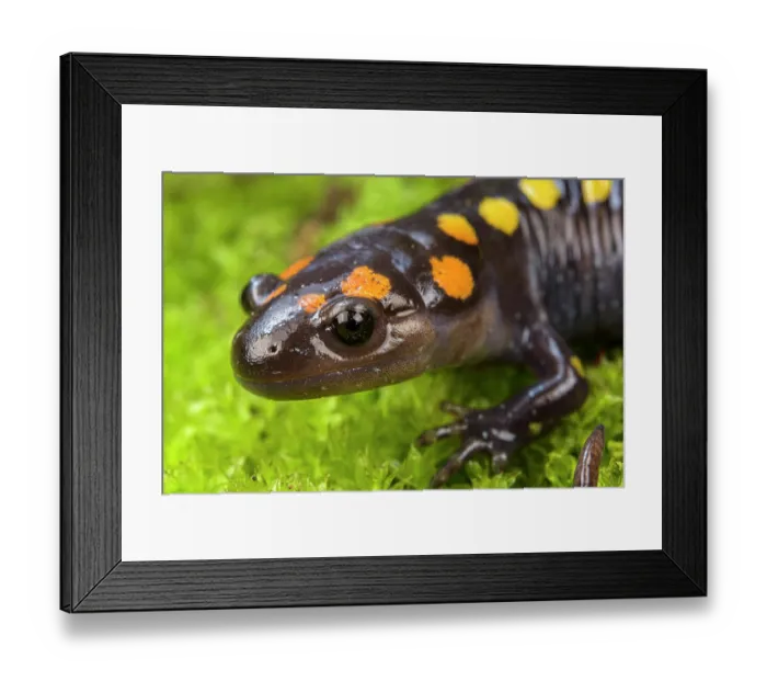 Framed Print : Spotted salamander (Ambystoma maculatum) head portrait, Illinois, USA. April Framed Print : Spotted salamander (Ambystoma maculatum) head portrait, Illinois, USA. April