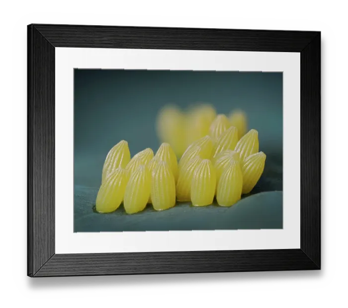 Framed Print : Large white butterfly (Pieris brassicae) eggs on Kale leaf, Hertfordshire, England, UK. July. Focus stacked Framed Print : Large white butterfly (Pieris brassicae) eggs on Kale leaf, Hertfordshire, England, UK. July. Focus stacked