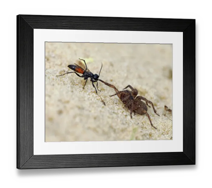 Framed Print : Spider hunting wasp (Priocnemis parvula) dragging paralysed spider prey back to its burrow, Oxfordshire, England, UK. September Framed Print : Spider hunting wasp (Priocnemis parvula) dragging paralysed spider prey back to its burrow, Oxfordshire, England, UK. September