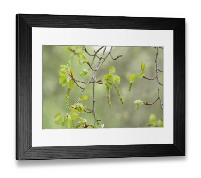 Framed Print : Aspen (Populus tremula) female, seed producing catkins in early spring, Cairngorms National Park, Scotland, UK. May Framed Print : Aspen (Populus tremula) female, seed producing catkins in early spring, Cairngorms National Park, Scotland, UK. May