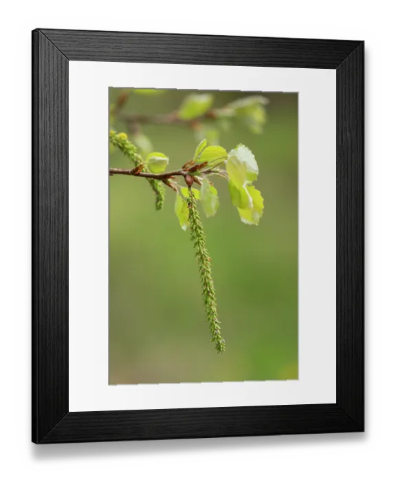 Framed Print : Aspen (Populus tremula) female, seed producing catkins in early spring, Cairngorms National Park, Scotland, UK. May Framed Print : Aspen (Populus tremula) female, seed producing catkins in early spring, Cairngorms National Park, Scotland, UK. May
