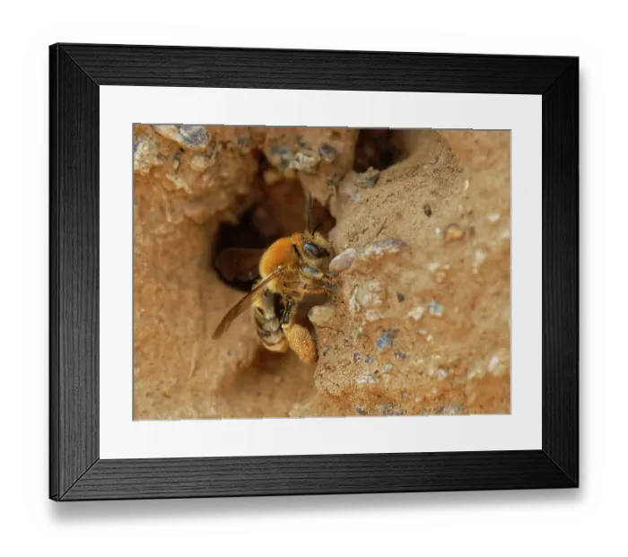 Framed Print : Long-horned bee (Eucera longicornis) female, emerging from its nest burrow in sandy coastal cliffs, The Lizard, Cornwall, England, UK. June Framed Print : Long-horned bee (Eucera longicornis) female, emerging from its nest burrow in sandy coastal cliffs, The Lizard, Cornwall, England, UK. June