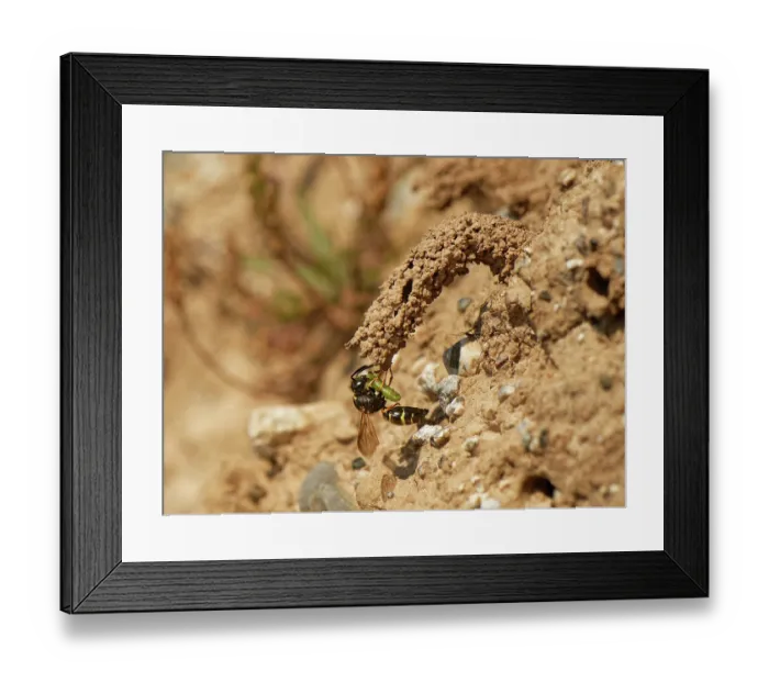 Framed Print : Spiny mason wasp (Odynerus spinipes) female, entering mud chimney protecting her nest burrow entrance carrying Weevil grub (Hypera sp.) prey for her larvae, coastal sand bank Framed Print : Spiny mason wasp (Odynerus spinipes) female, entering mud chimney protecting her nest burrow entrance carrying Weevil grub (Hypera sp.) prey for her larvae, coastal sand bank