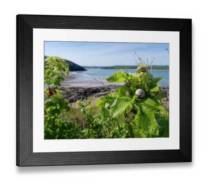 Framed Print : Group of Italian white snails (Theba pisana) foraging on Alexanders (Smyrnium olusatrum) leaves by a coastal path, North Cornwall, England, UK. April