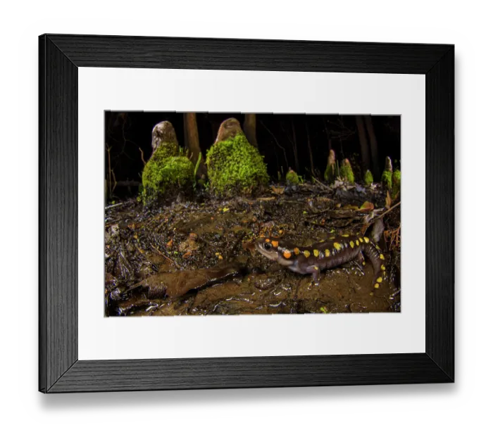 Framed Print : Spotted salamander (Ambystoma maculatum) close to a cypress swamp during breeding season at night with aerial roots of the Swamp cypresses (Taxodium distichum) behind, Carbondale Framed Print : Spotted salamander (Ambystoma maculatum) close to a cypress swamp during breeding season at night with aerial roots of the Swamp cypresses (Taxodium distichum) behind, Carbondale